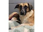 Whiskey- Adoption Fee Sponsored, Labrador Retriever For Adoption In Kansas City