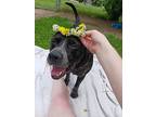Bruce, Terrier (unknown Type, Medium) For Adoption In Harrison, Arkansas