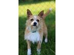 Rocket, Terrier (unknown Type, Small) For Adoption In Battle Creek, Michigan
