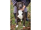 Tarzan, Terrier (unknown Type, Medium) For Adoption In Harrison, Arkansas