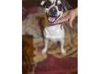 Oakley, Fox Terrier (smooth) For Adoption In Los Angeles, California