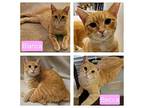 Becca & Bianca, American Bobtail For Adoption In Van Nuys, California