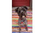 Bentley, Terrier (unknown Type, Small) For Adoption In Salem, Oregon
