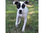 Adopt Prim a Mixed Breed