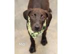 Adopt Mio a Hound