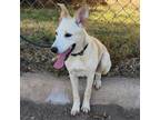 Adopt Muddie a Retriever