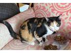 Adopt Amy a Domestic Short Hair