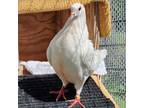 Adopt Snickers a Pigeon