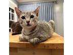 Adopt Baby Seal a Domestic Short Hair