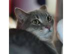 Adopt Marshmallow a Domestic Short Hair