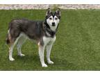 Adopt Tasha a Husky