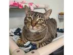Adopt Sprinkles Houston (Shadow) a Domestic Short Hair