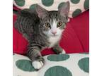 Adopt Lucy (Zecca/Petco Kitten 3) a Domestic Short Hair