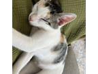 Adopt Tallulah (Stern/Farm View Kitten 1) a Domestic Short Hair
