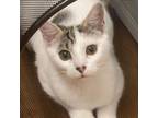Adopt Maisy (Stern/Farm View Kitten 4) a Domestic Short Hair