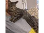 Adopt Charlie (Zecca/Petco Kitten 4) a Domestic Short Hair