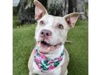Adopt Akela a Pit Bull Terrier