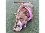 Adopt Sandy a Pit Bull Terrier, Mixed Breed