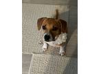 Adopt Susie a Beagle