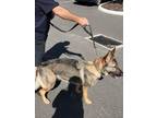 Adopt Storm a German Shepherd Dog