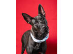 Adopt Waka-waka a Labrador Retriever, Mixed Breed