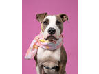 Adopt Olivia a Pit Bull Terrier