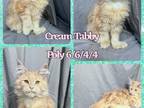 Cream Tabby Female Poly
