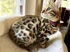 Bengal Kittens