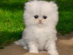 Silver CFA Registered Persians