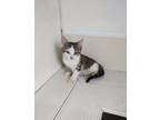 Adopt Ginger a Domestic Short Hair