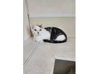 Adopt Abigail a Domestic Short Hair