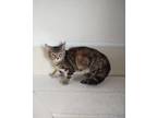 Adopt Piper a Domestic Short Hair
