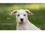 Adopt Nerds a Mixed Breed