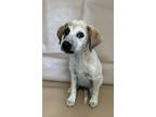 Adopt Bailey a Chinook, Mixed Breed