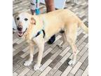 Adopt Steph+ a Golden Retriever, Mixed Breed