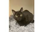 Adopt Lucky a Domestic Short Hair