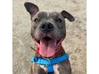 Adopt Garland a Pit Bull Terrier, Mixed Breed