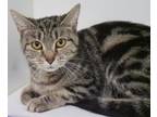 Adopt Royal a Domestic Short Hair