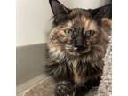 Adopt Kitty Gaga a Domestic Medium Hair