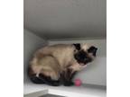 Adopt Miss Kim a Siamese