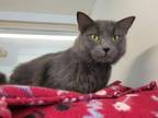 Adopt Pineapple a Domestic Long Hair, Domestic Short Hair