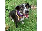Adopt Dragonberry a Catahoula Leopard Dog, Black Mouth Cur