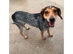 Adopt Bluey a Bluetick Coonhound