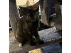 Adopt Snickerdoodle a Egyptian Mau, Domestic Short Hair