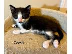 Adopt Cookie a Domestic Short Hair