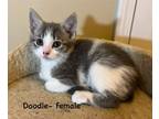 Adopt Doodle a Domestic Short Hair