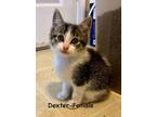 Adopt Dexter a Domestic Short Hair