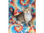 Adopt 6260 (Christina) a Torbie