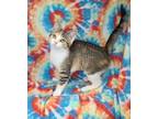 Adopt 6261 (Meredith) a Torbie