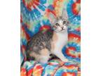 Adopt 6279 (Quinn) a Calico